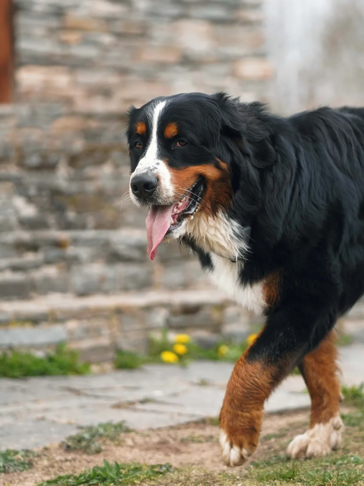 Aufmerksames Hundeportrait