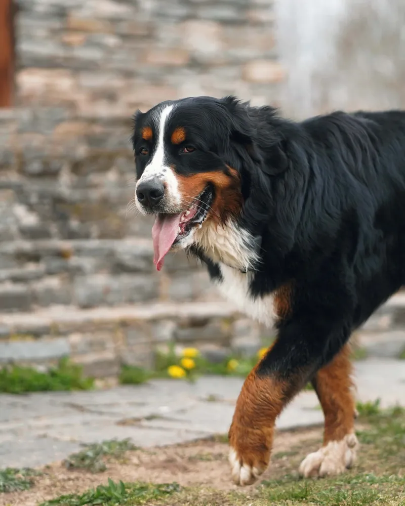 Hundeportrait