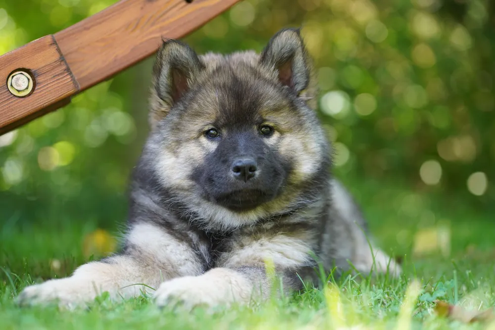 Hund beim Spaziergang