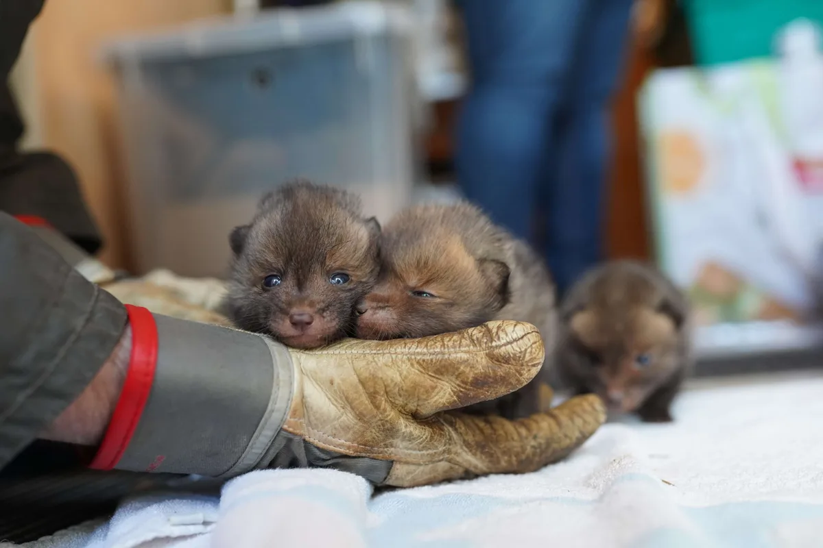 Tierrettung: Versorgung eines hilfsbedürftigen Tieres