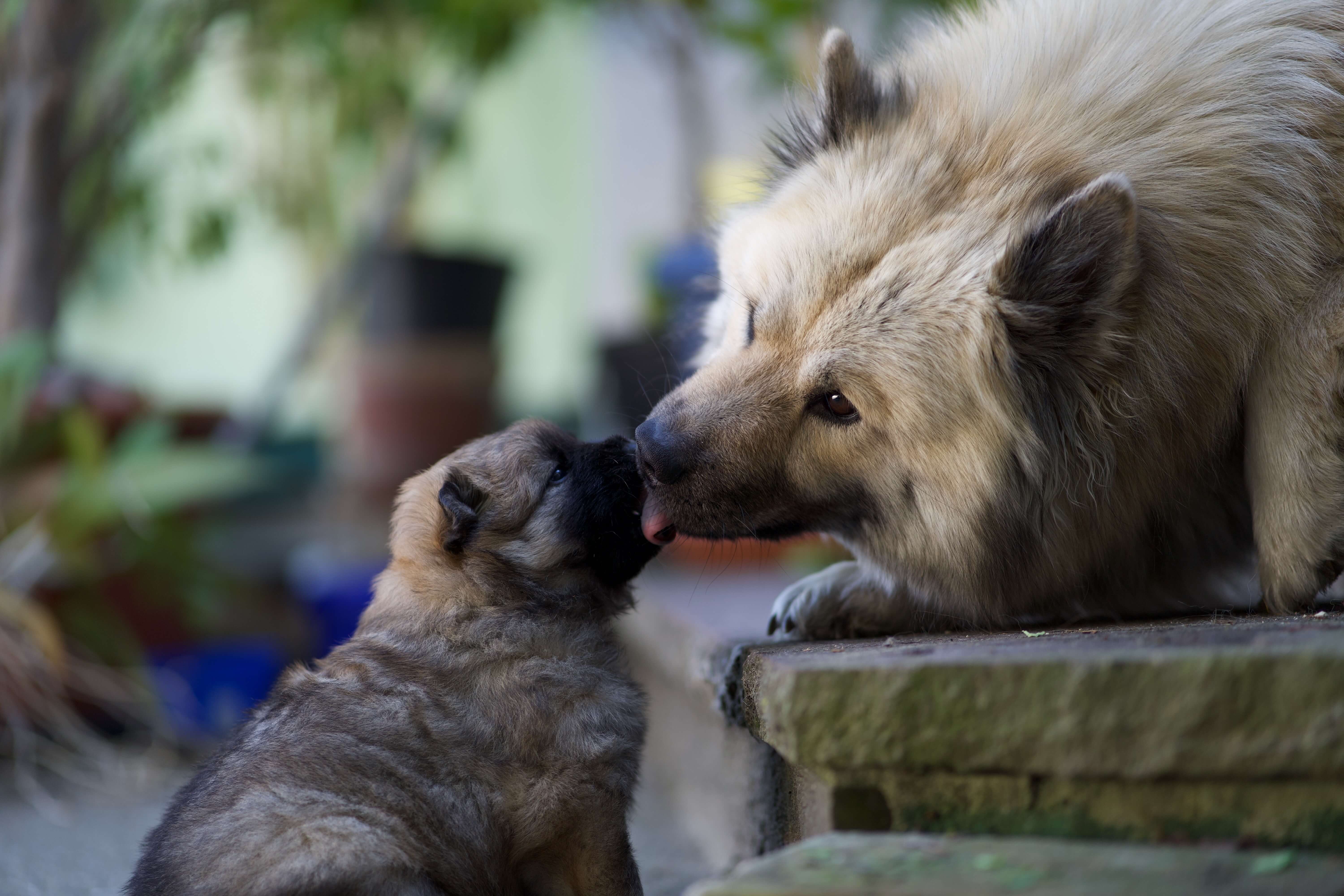 Tierfotografie mit ruhigem Moment
