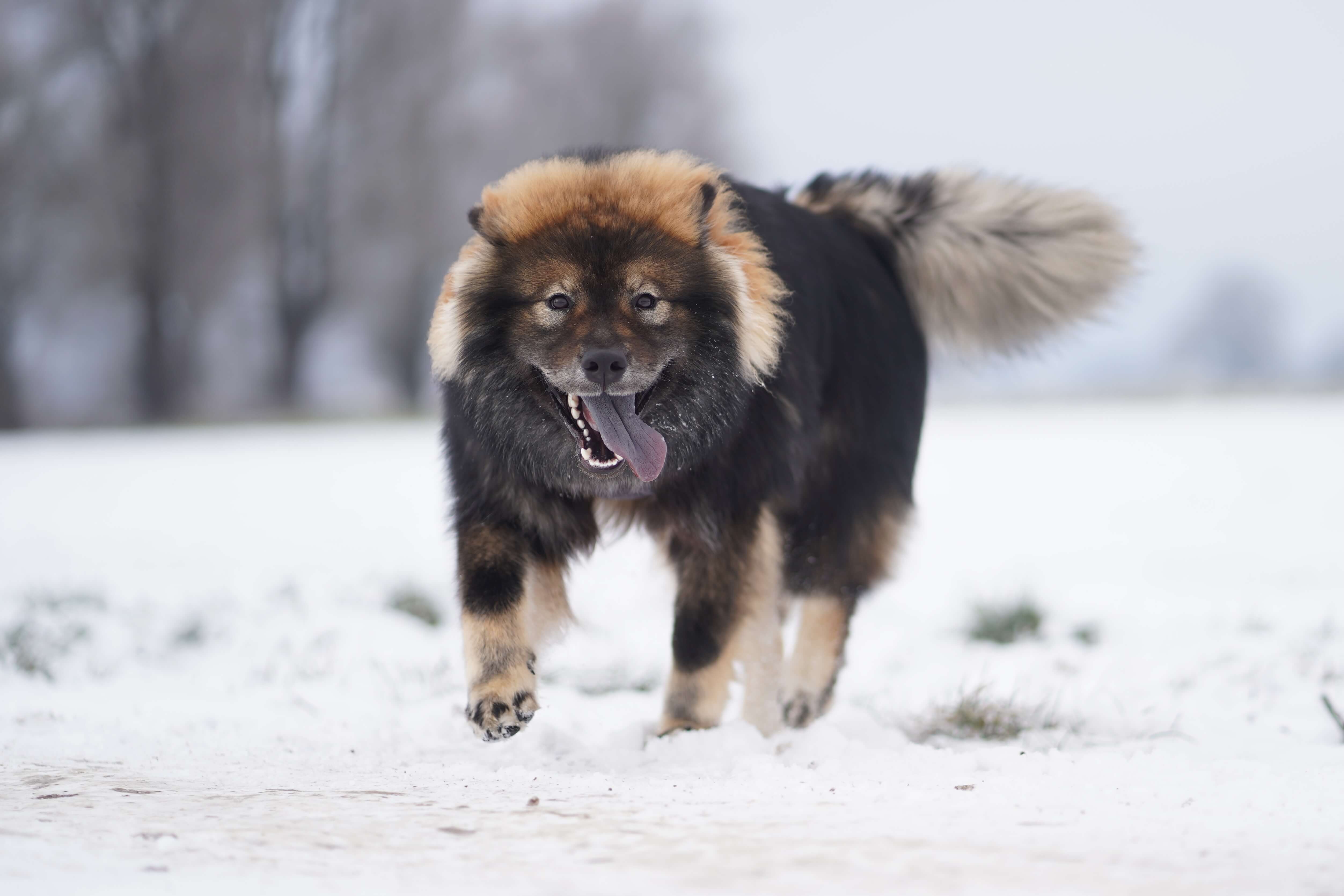 Tierfotografie als Erinnerung
