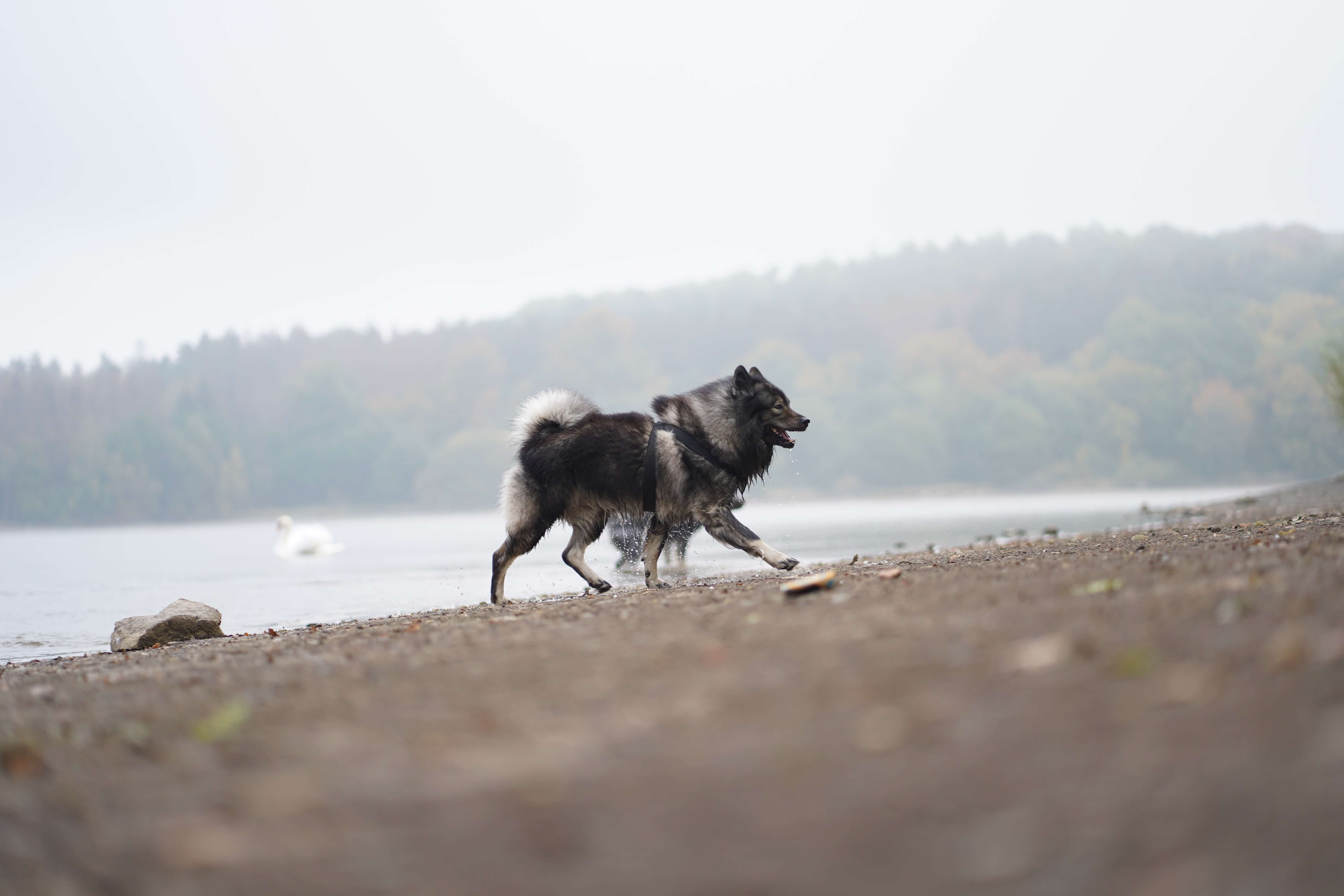Hund als Erinnerung fotografiert