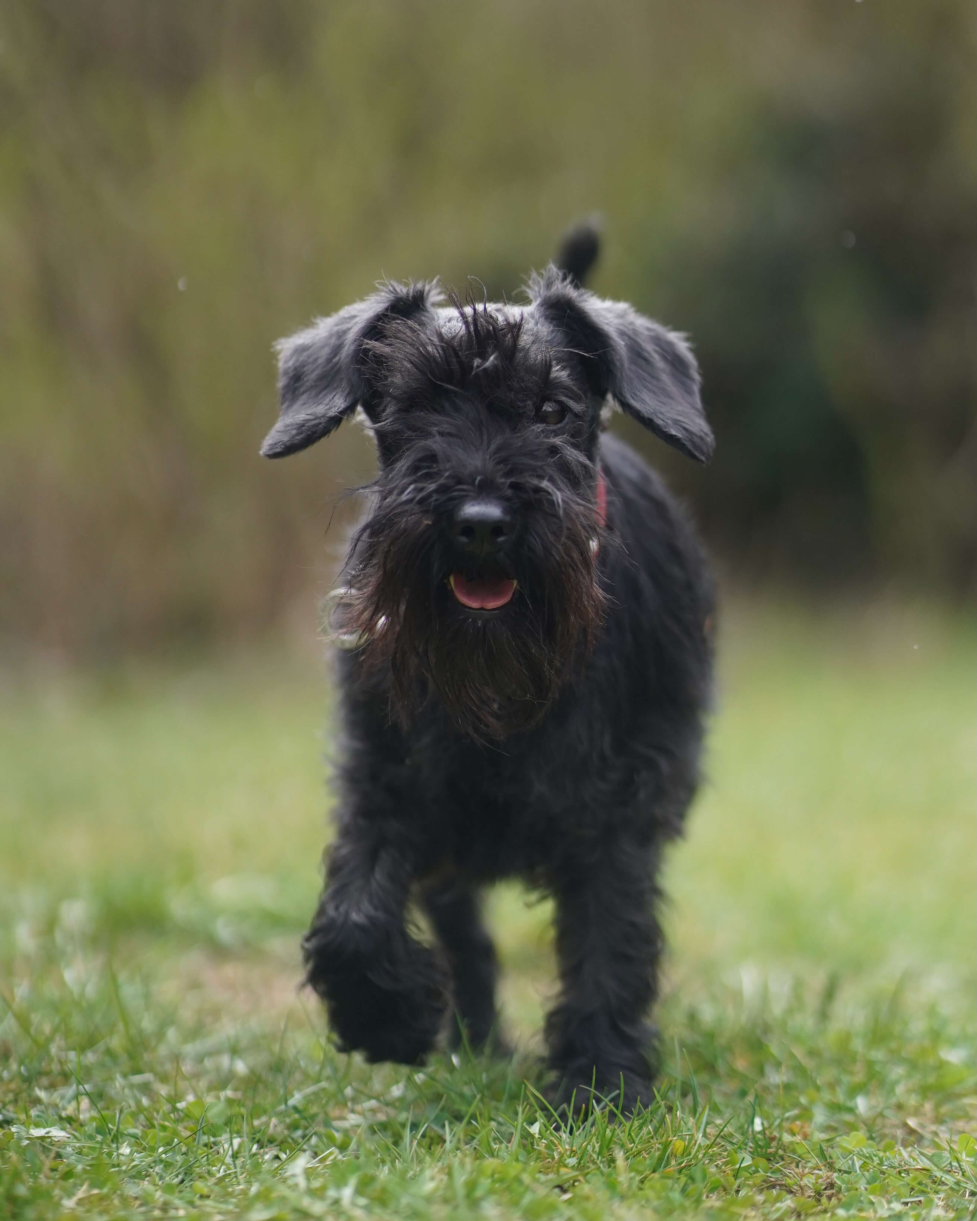 Tierportrait im Hochformat
