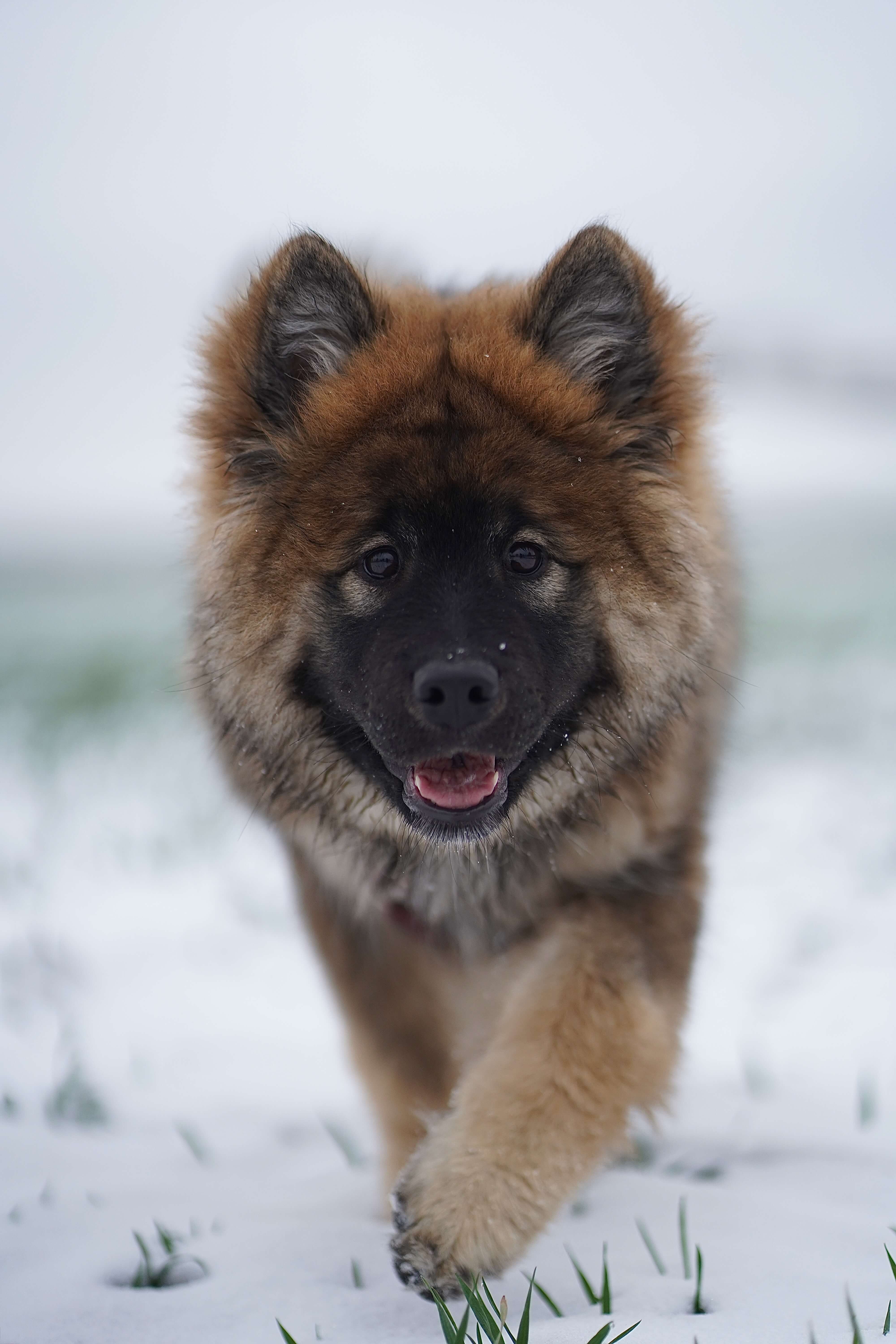 Natürliches Tierportrait