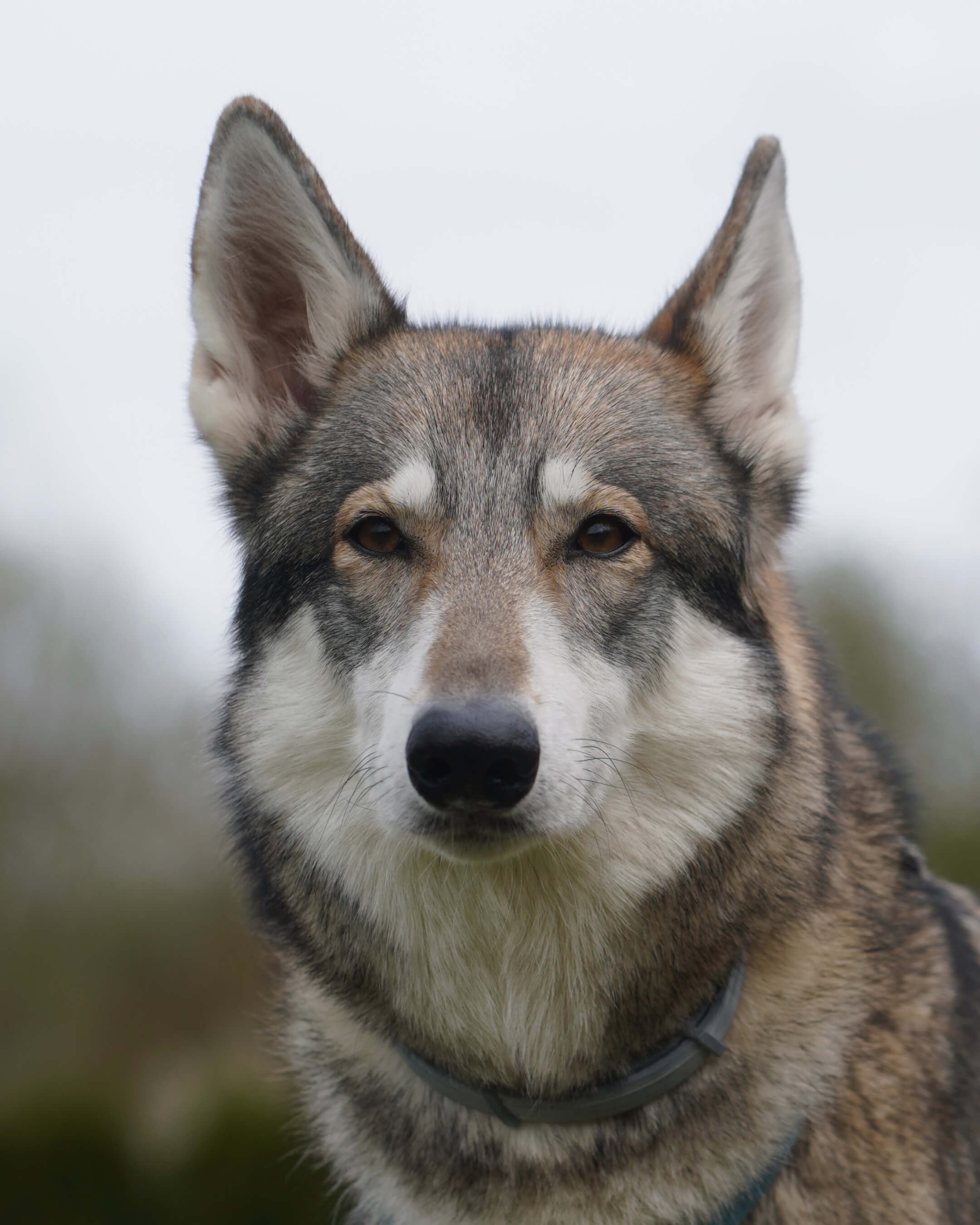 Hundeportrait in natürlicher Umgebung
