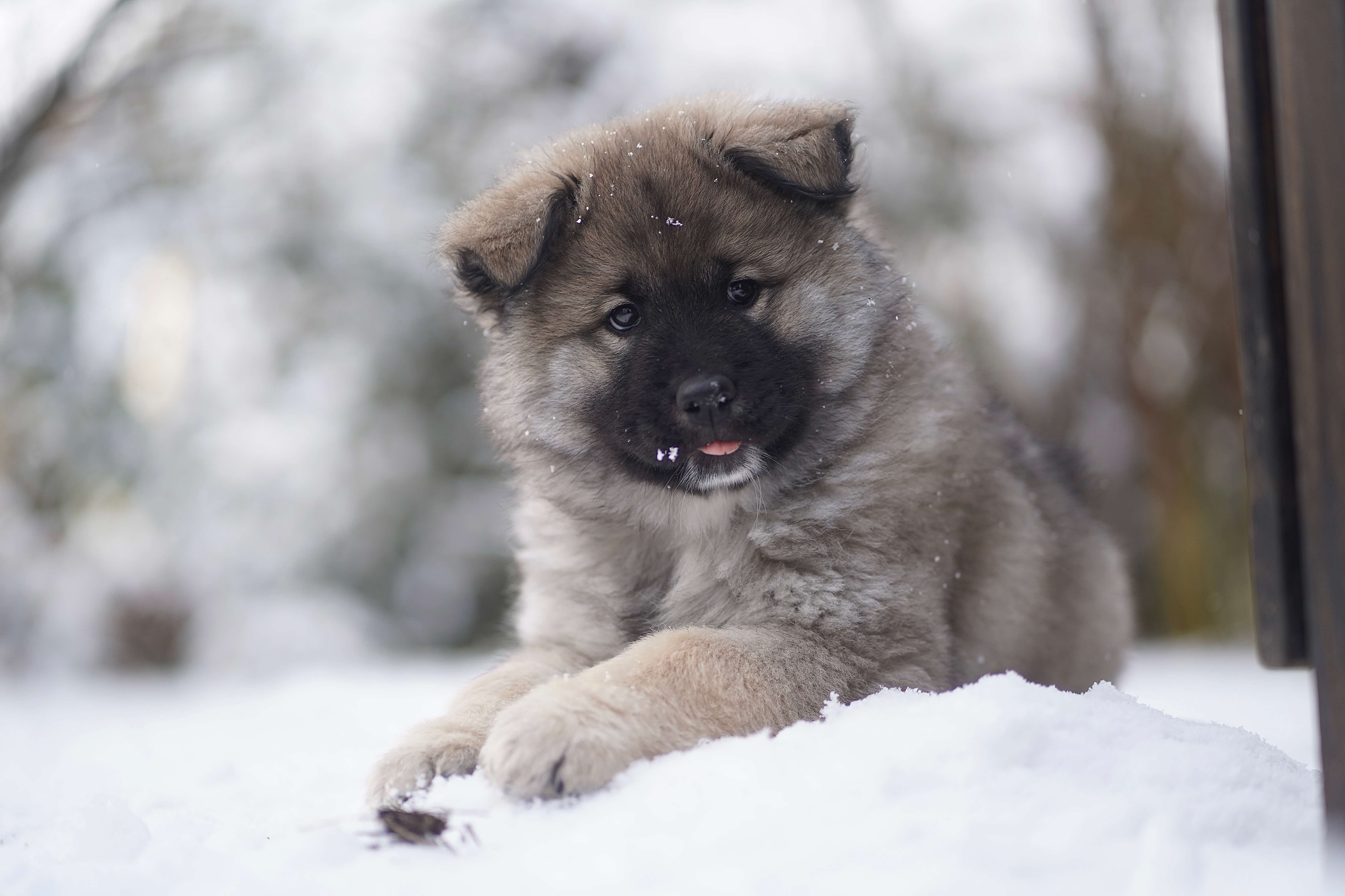 Hundefotografie beim Spaziergang