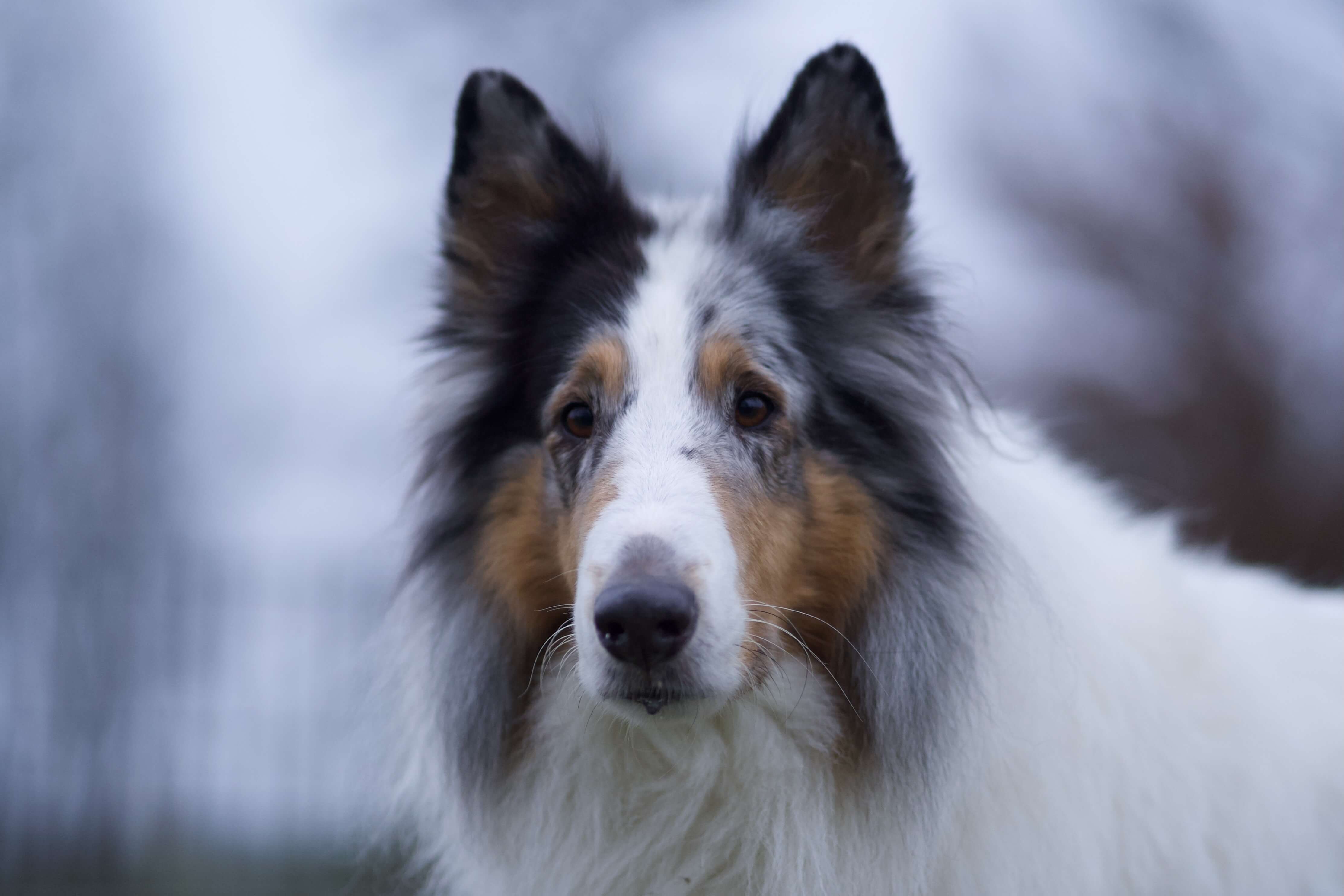 Tierfotografie beim Spaziergang
