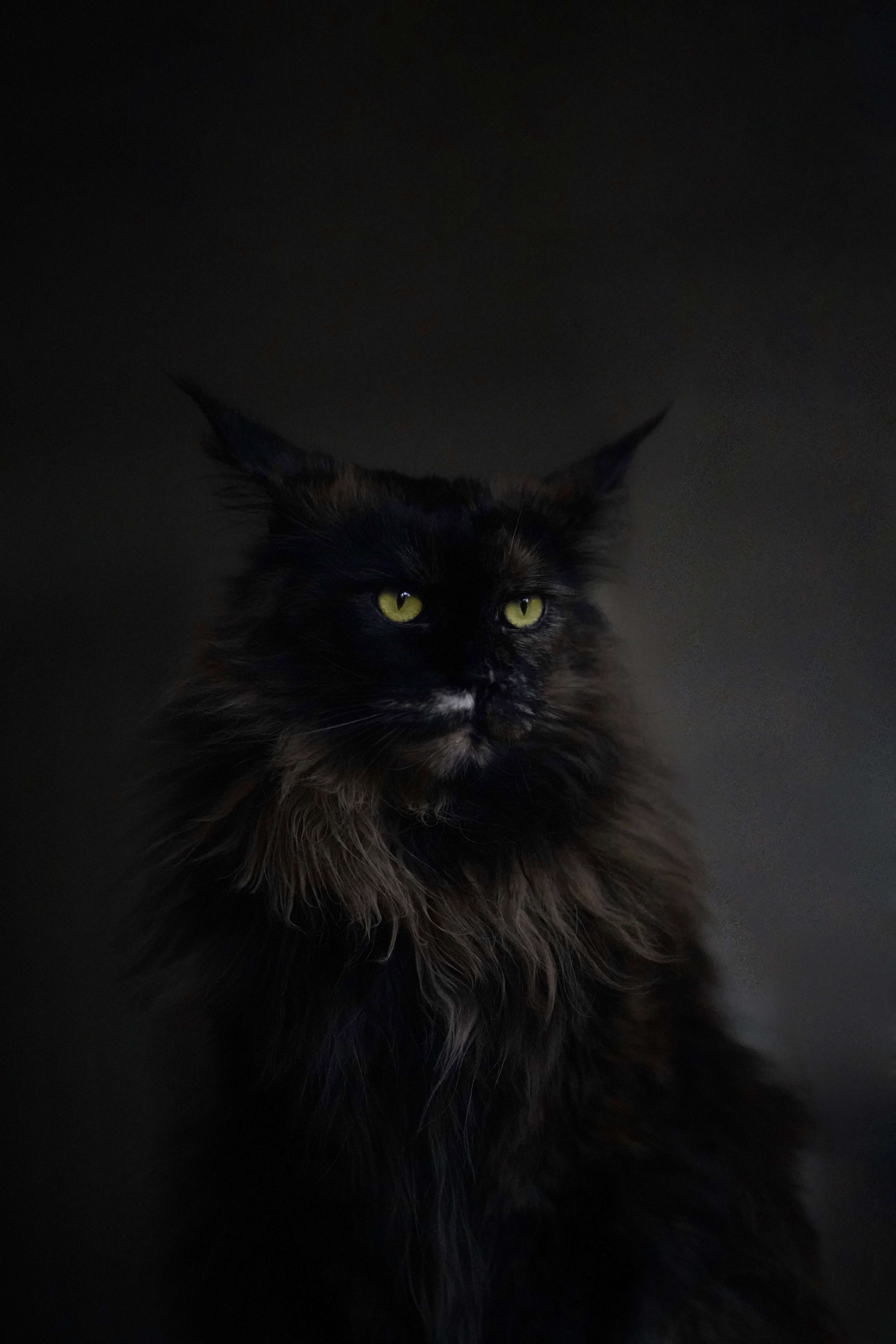Tierportrait in ruhigem Moment